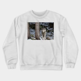 Eastern Gray Wolf  Beside Tree Crewneck Sweatshirt